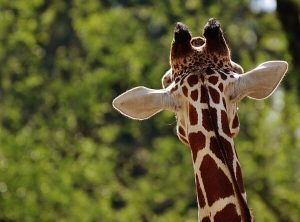 Giraffe Zoo Berlin Pfingstkonzert